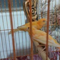 قناری نر و ماده اورجینال