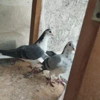 دمگیر کفتر نروماده