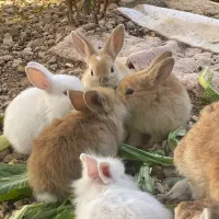 خرگوش مینی لوپ