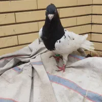 نر کله سیاه