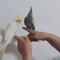 جوجه عروس هلندی ۲ماهه