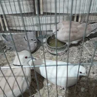 کبوتر خانگی