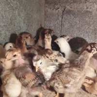 ۱۷عدد جوجه کاکلی وگردن لختی ومحلی|حیوانات مزرعه|لنگرود, |دیوار