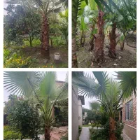 فروش درخت پالم به صورت کلی