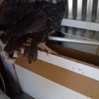 جوجه بوقلمون و لاری