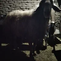 بران|حیوانات مزرعه|مریوان, |دیوار