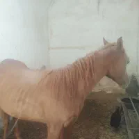 کره اسب مصری