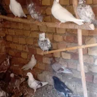 یازده جف مخلفه گرفتنی روبراه|پرنده|کاشان, فاز ۱ ناجی آباد|دیوار