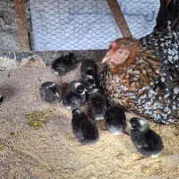 جوجه نژاد آمروک آمریکایی|حیوانات مزرعه|قائم‌شهر, |دیوار