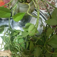 گیاه|گل و گیاه طبیعی|ری, دولت‌آباد|دیوار