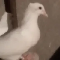 جوجه گمشده|حیوانات|آباده, |دیوار