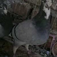 نروماده پلاکی|پرنده|خاش, |دیوار