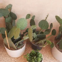 فروش کاکتوس