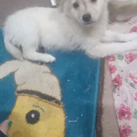 پامرین اشپیتز