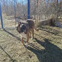 واگذاری سگ|سگ|اهر, |دیوار