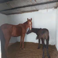 پانسیون و فروش اسب|اسب و تجهیزات اسبسواری|کرج, آتشگاه|دیوار