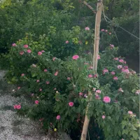 زمین کشاورزی ۴۸۰ متر بدون دیوار|فروش زمین و ملک کلنگی|اصفهان, کارلادان|دیوار