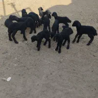 13رسبرهشیریموجوداست|حیوانات مزرعه|جوادآباد, |دیوار