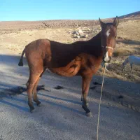 کره نریان کرد