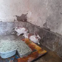 خرگوش خانگی