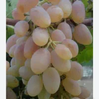 نهال‌انگور‌تقاب‌