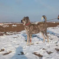 واگذاری حیون به شرط گله و نگهبانی