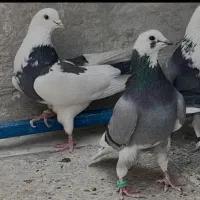 فروش فوقالعاده کفتر پرشی بشرط برگشت|پرنده|نهاوند, |دیوار