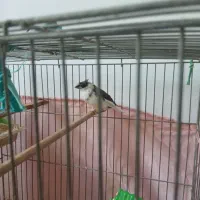 فنچ افریقایی