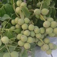 شخم و خدمات باغداری نمونه|خدمات باغبانی و درختکاری|محمدیه-قزوین, |دیوار