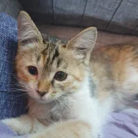 واگذاری بچه گربه ۲ ماهه