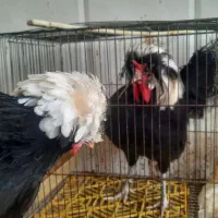 مرغ و خروس لهستانی و خروس برهما