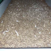 کرم سوپرورم و میلورم خشک و زنده|خزنده|رشت, کوی حسینی|دیوار