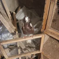 کبوتر هندی شامپیون واکسن زده|پرنده|رشت, استقامت ۱|دیوار
