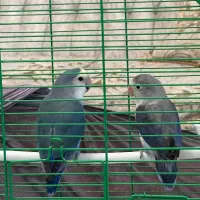 طوطی برزیلی|پرنده|تهران, سید خندان (جلفا)|دیوار