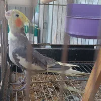 مرغ عروس|پرنده|آران و بیدگل, |دیوار