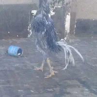 مرغ و خروس لاری اوشامو|حیوانات مزرعه|باغ بهادران, |دیوار