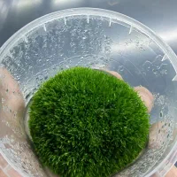 دعوت به همکاری  برای شراکت کشت بافت گیاهی|استخدام صنعتی، فنی، مهندسی|قم, سالاریه|دیوار