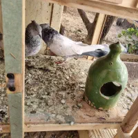 جفت سینه سبز نروماده|پرنده|شیراز, بازار|دیوار