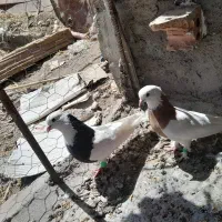 پرنده