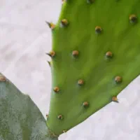 کاکتوس اوپونتیا (زبان‌گنجشک) خیلی بزرگ و خاص|گل و گیاه طبیعی|اسلام‌‌آباد غرب, |دیوار