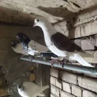 کفتر پشت سرخ گم کردم جوجه.