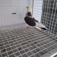 کفتر هما شازده|پرنده|تهران, توحید|دیوار