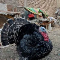 بوقلمون،خروس محلی،مرغ و خروس سلطان|حیوانات مزرعه|شیراز, شهرک قمشه|دیوار