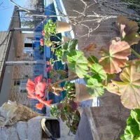 باغ ویلا افشار