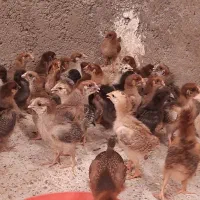 جوجه مرغ وخروس محلی رسمی گلپایگان