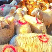 بشتابد عید قربان نزدیکه(گوسفندزنده)مصرفی/شبانه روز