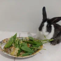 خرگوش|موش و خرگوش|پاکدشت, پاکدشت (مامازند)|دیوار