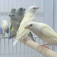 جوجه گلدین سهره قناری کوتوله عروس هلندی طوطی|پرنده|اصفهان, رحیمآباد|دیوار