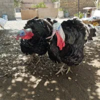 بوقلمون  نر ۱ساله برنز  درشت و سنگین وزن ارگانیک|حیوانات مزرعه|تهران, پاسداران|دیوار
