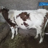 گوساله سه ساله ماده پر گوشت